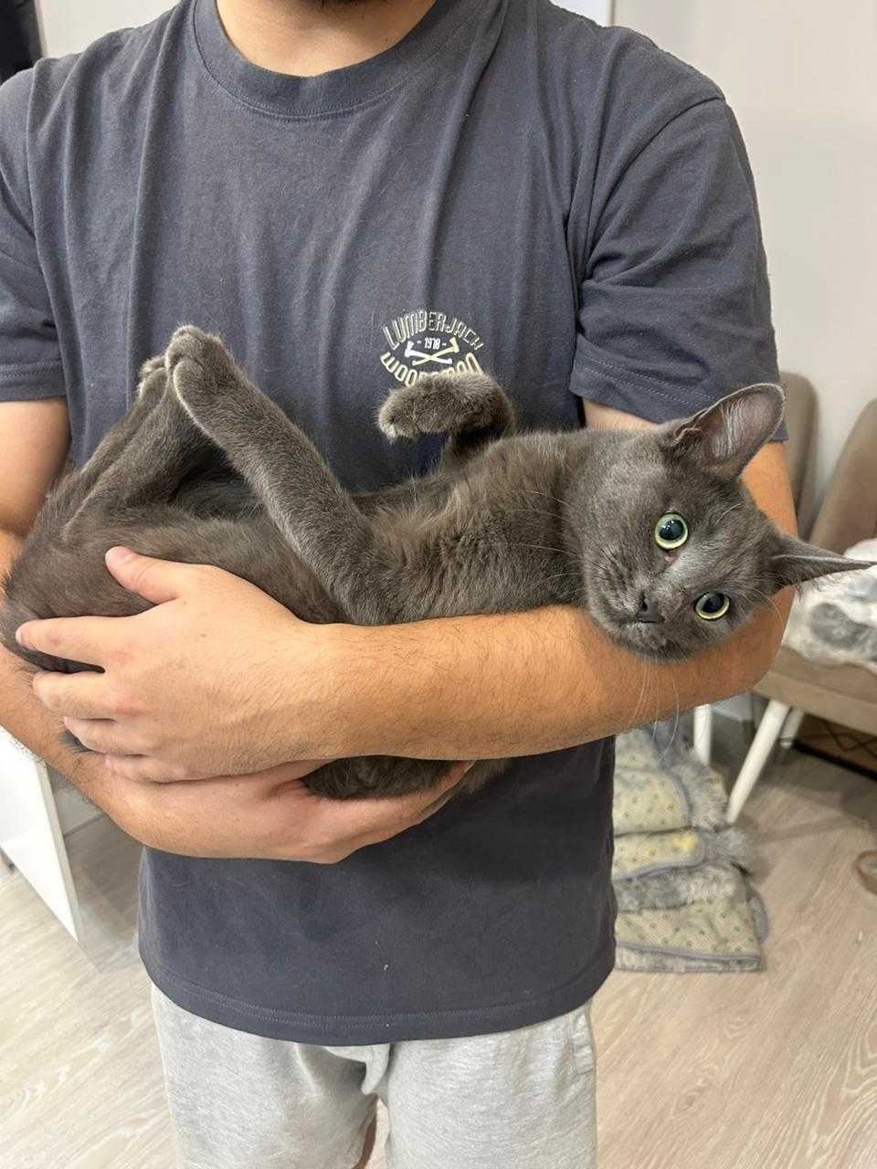 Отдам кошку в добрые руки