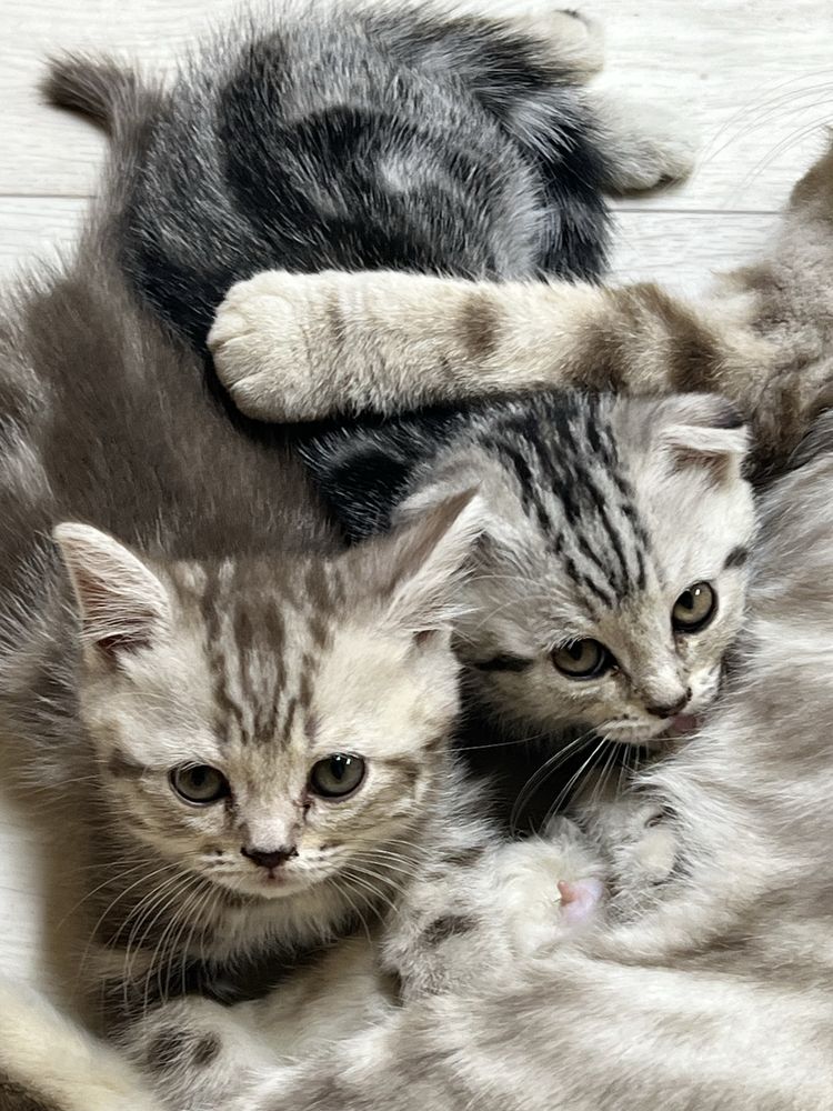 Продам котят чистокровные