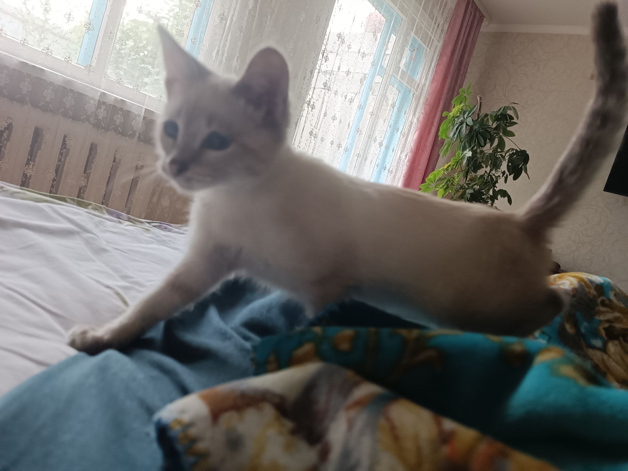Котенок кошечка к любящим людям
