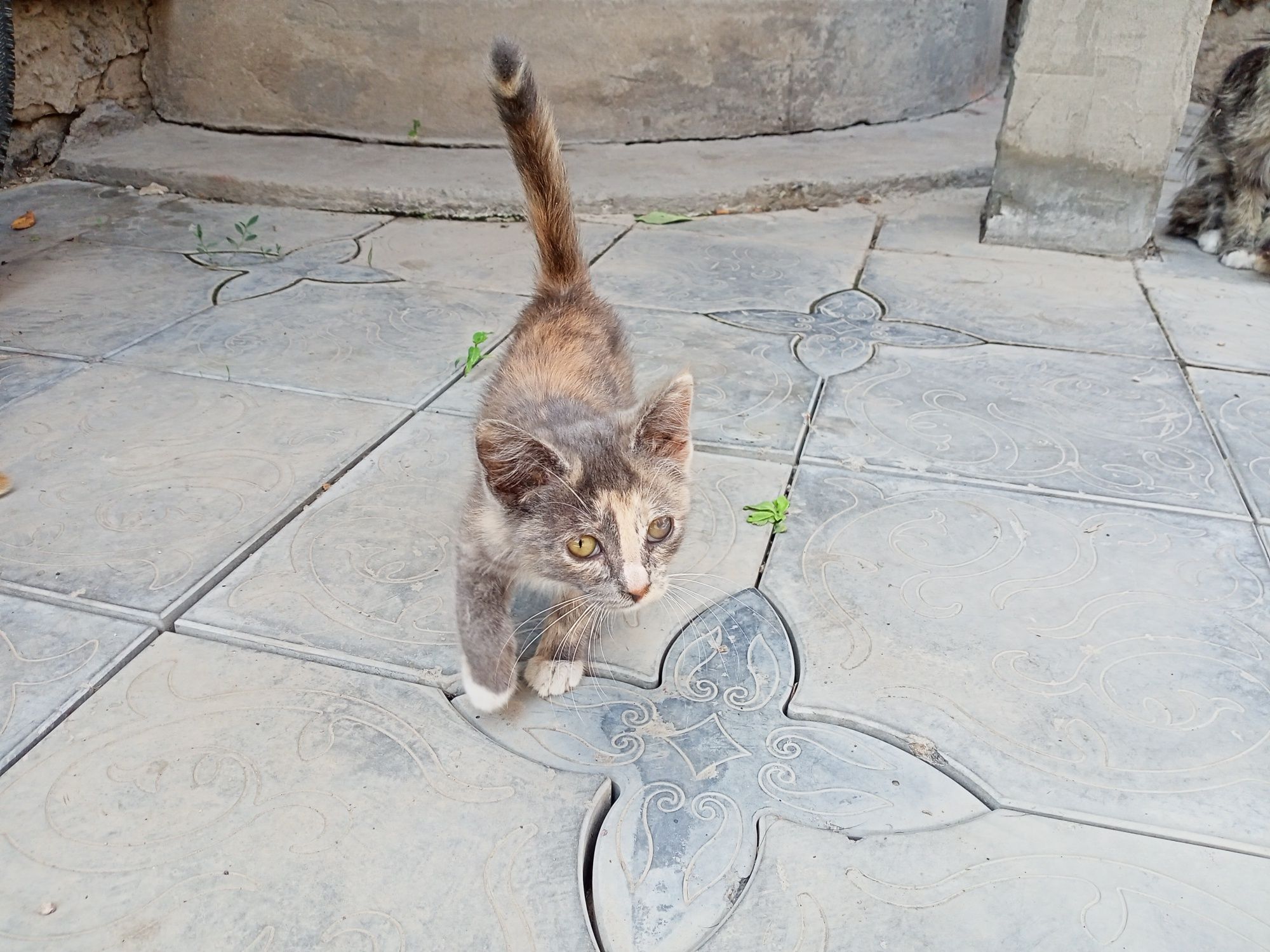 Котята бесплатно,в хорошие руки