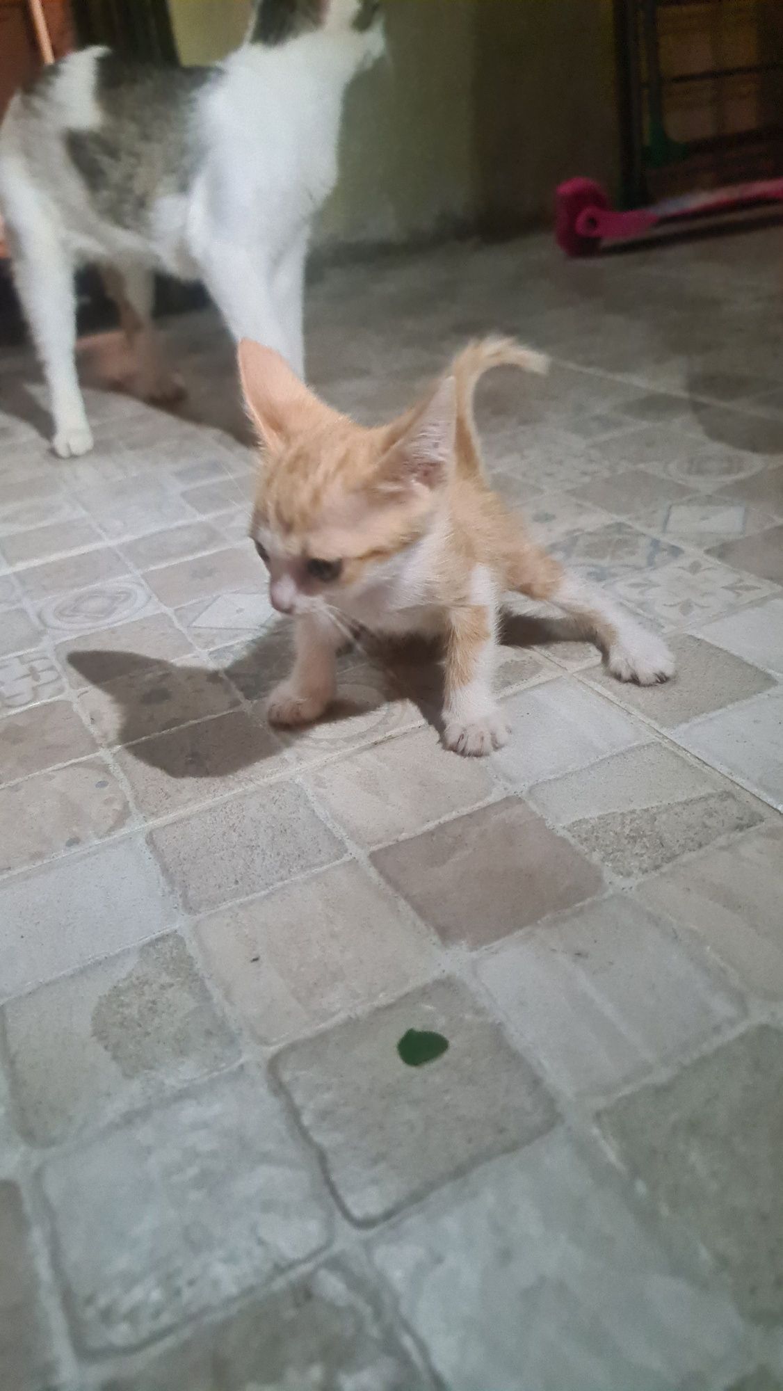 Котёнок рыжий мальчик