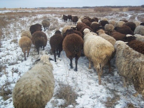 Бараны жирные курдючные марка  кой кошкар овцы