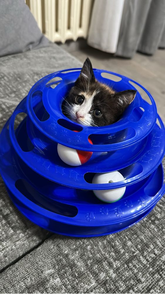 Котята в хорошие руки