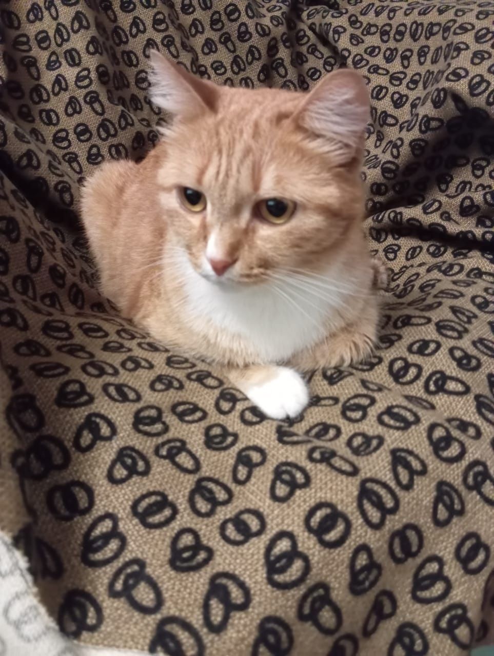 Ищет дом котик,около года,кастрирован,привит, здоров.