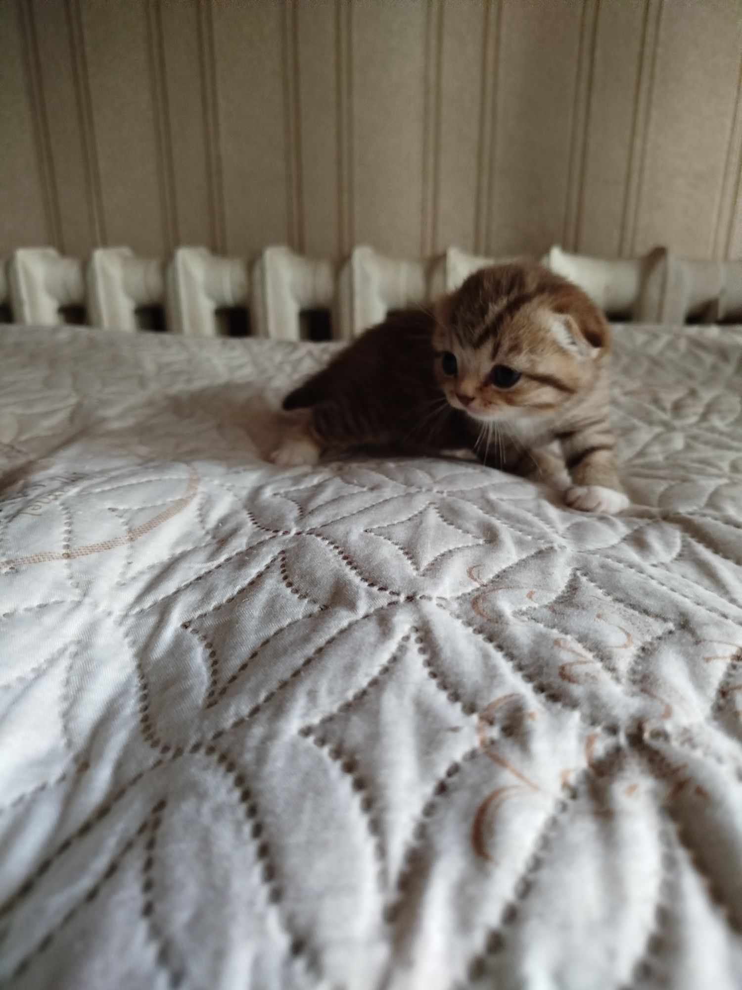Продам кошечку британку