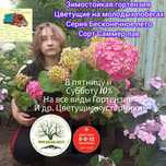 Бесконечное лето Зимостойкая, ремонтантная гортензия крупнолистная  4