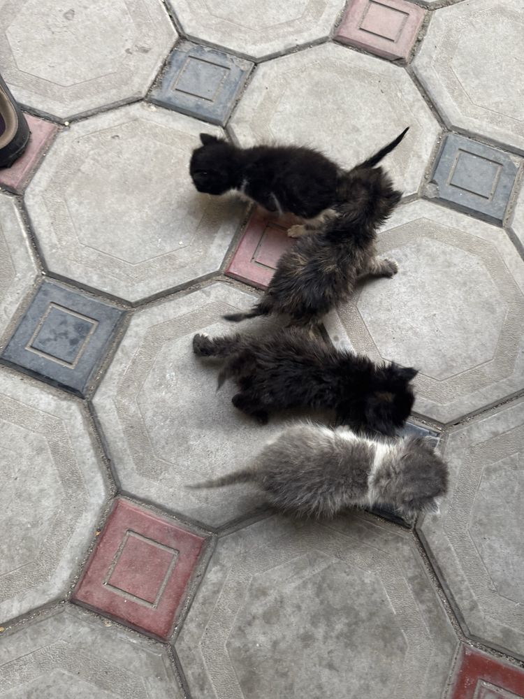 Котята Срочно отдам