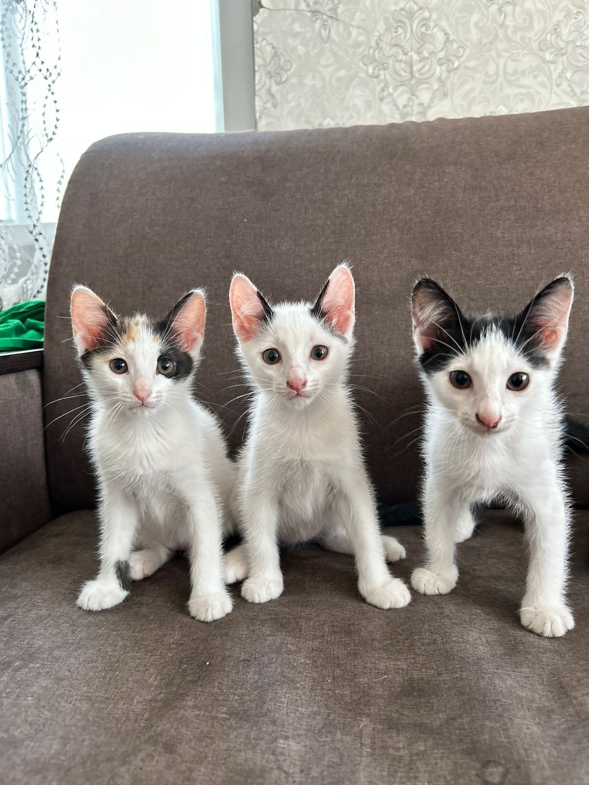 Отдам котенка в добрые руки