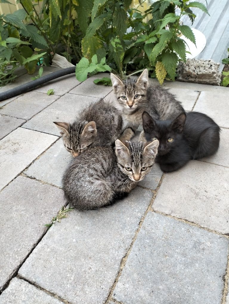 Отдам  умных, шустрых котят