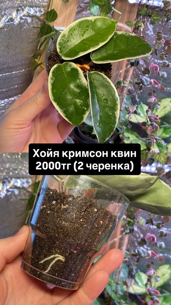 Комнатные растени