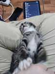 Срочно котенок в добрые руки!