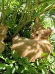 Рыжая девочка котёнок