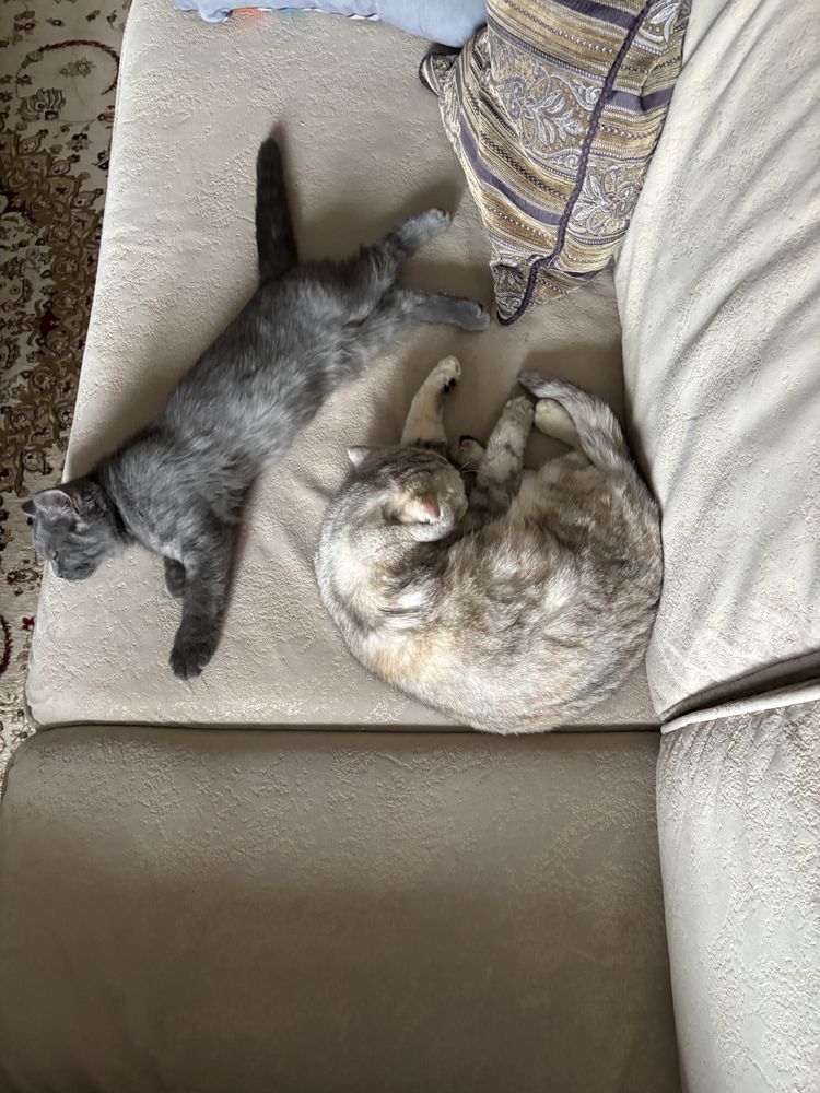 Кошка и котенок бесплатно