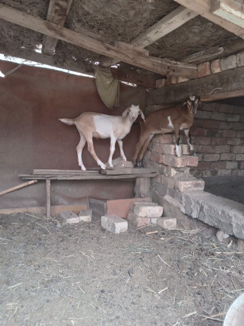 Нуб ешкі және Теке сатылады.