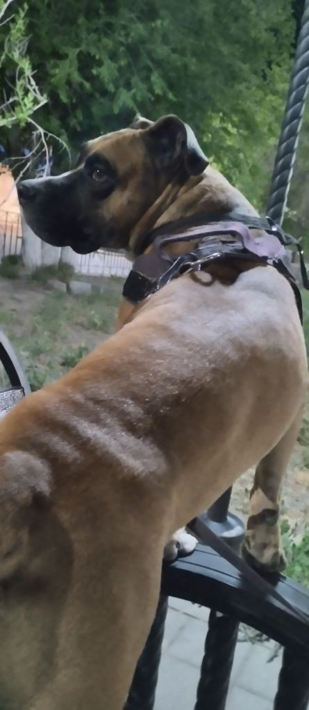 Отдам пса в хорошие руки