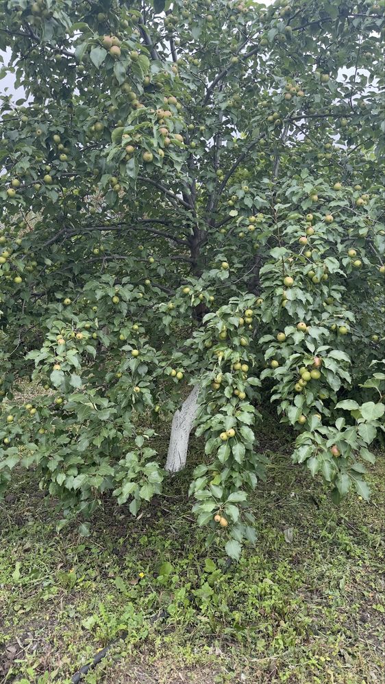 Продам дачу 6 соток