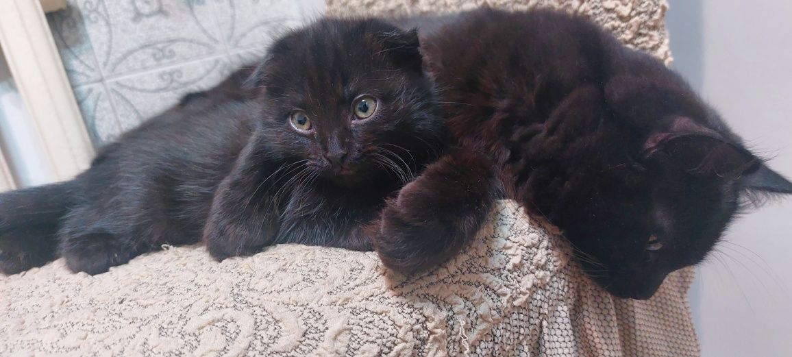 Котик  норвежская лесная и веслоухая