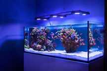 РЕМОНТ морских аквариумов — AQUA STORE, Астана