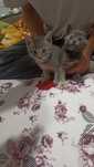 Котята, родились 25.05.25