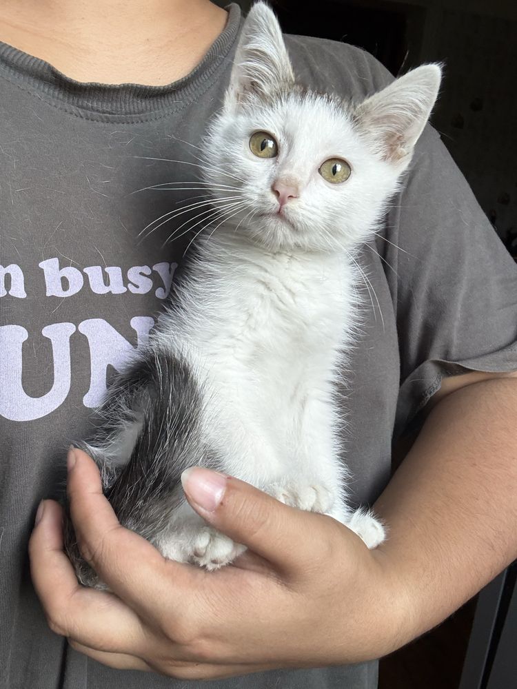 Отдам котенка в добрые руки