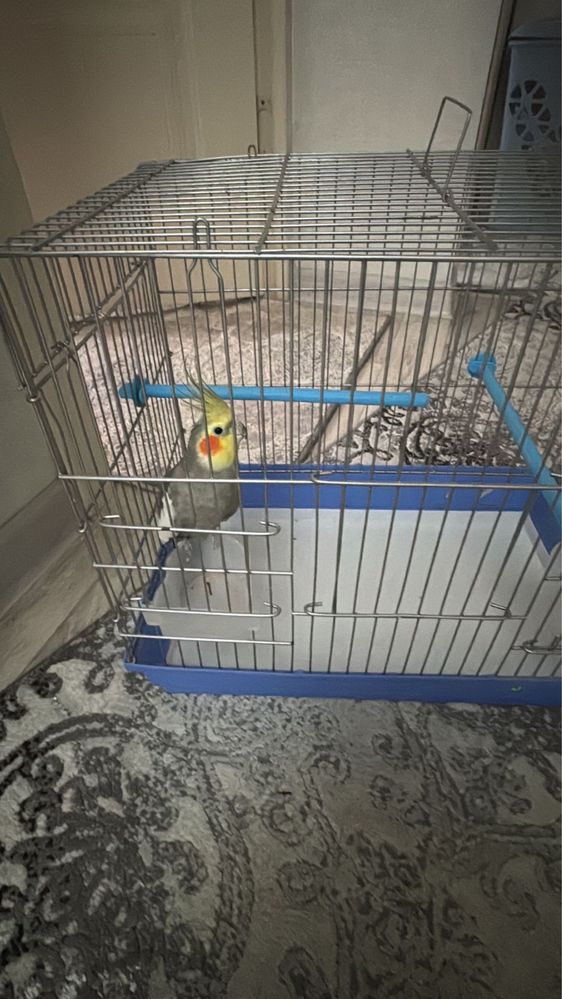 Попугай хороший