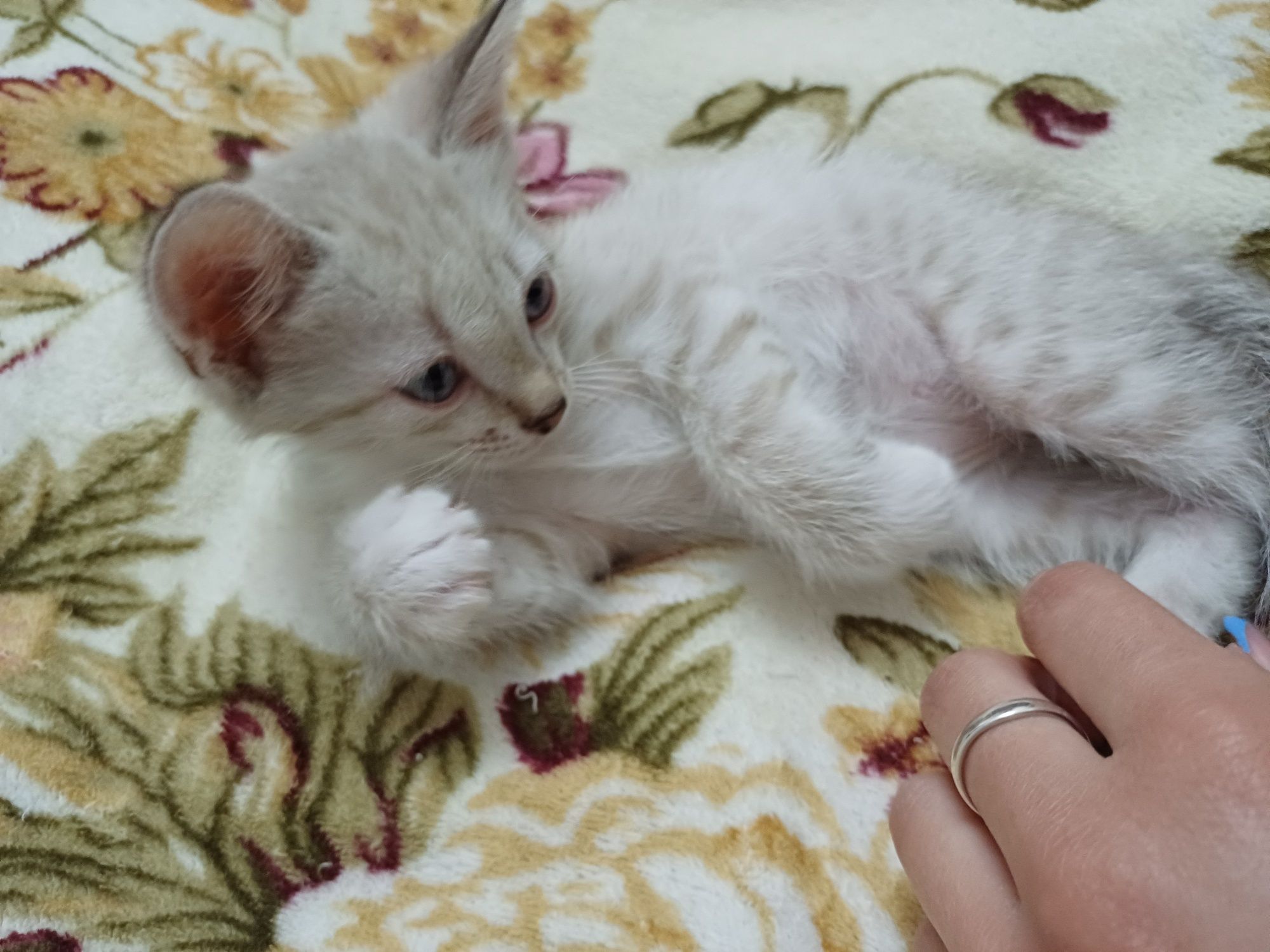 Котёнок, мальчик