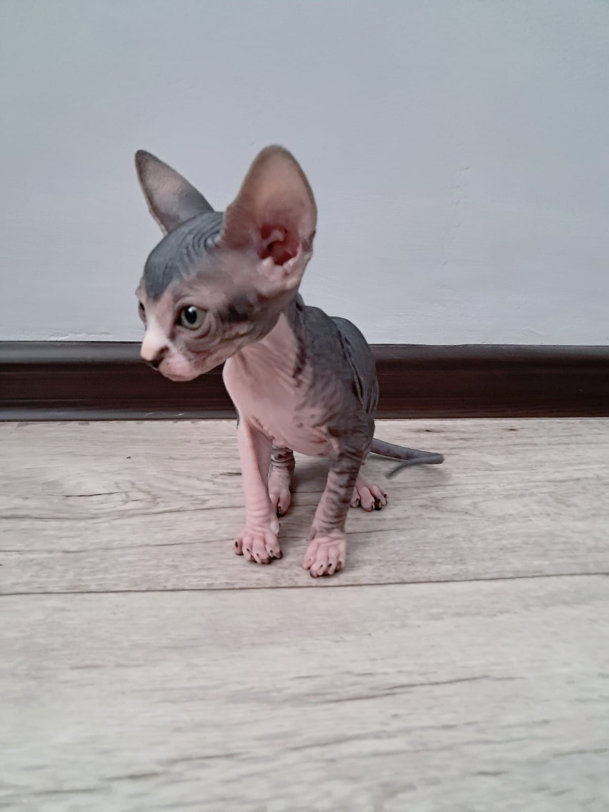 Продам котят сфинкса