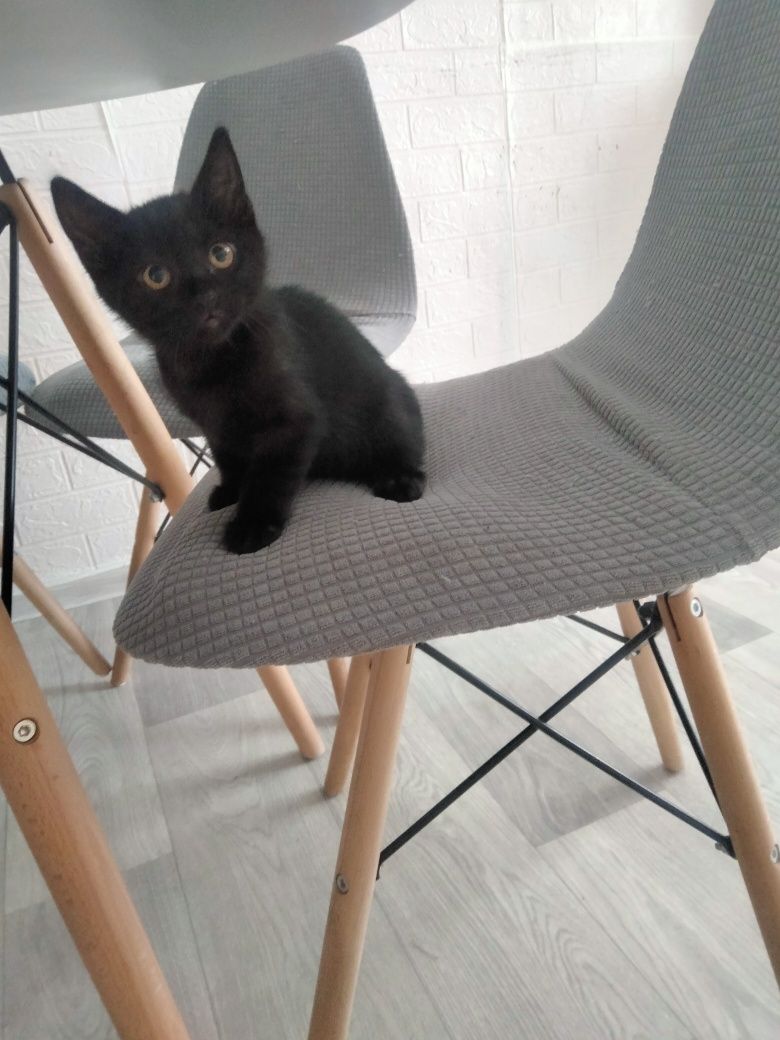 Отдам в добрые руки котят