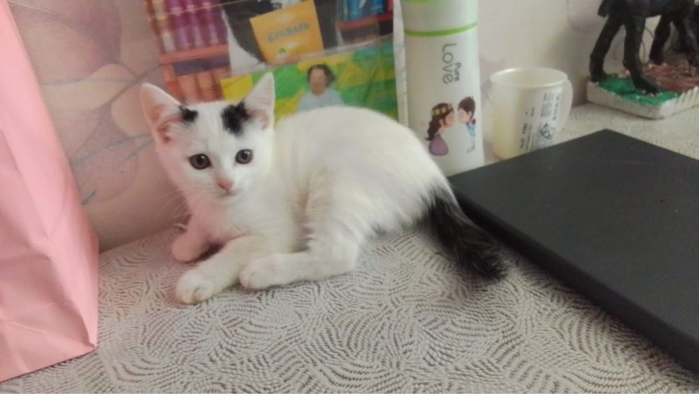 Отдам очень красивых котят в любщие и отвественные руки!