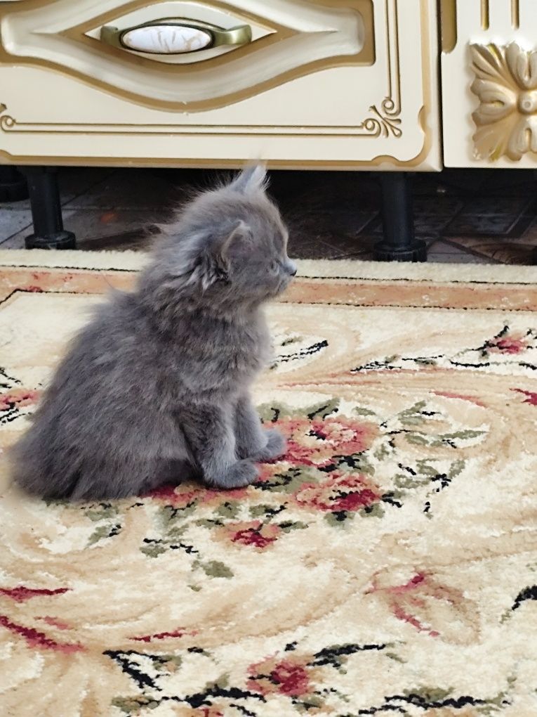 Котята пародистые