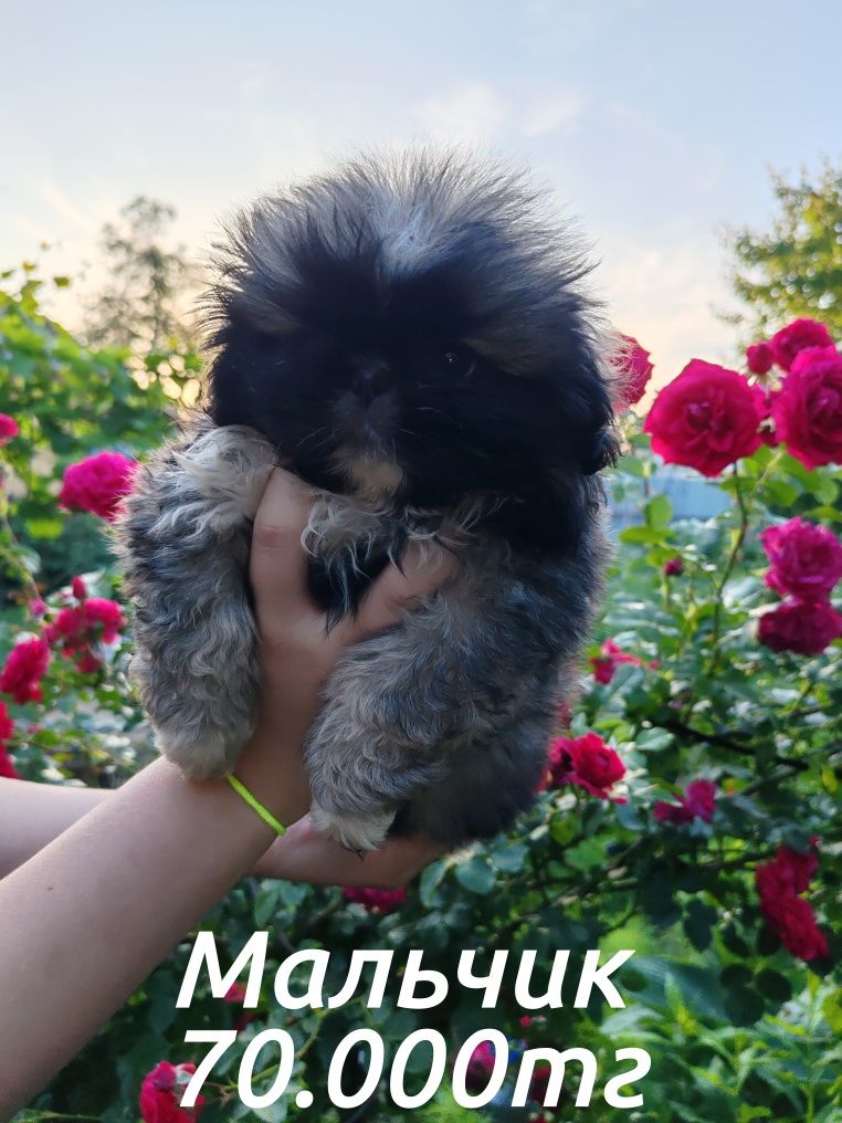 Щенки Пекинеса 2 месяца