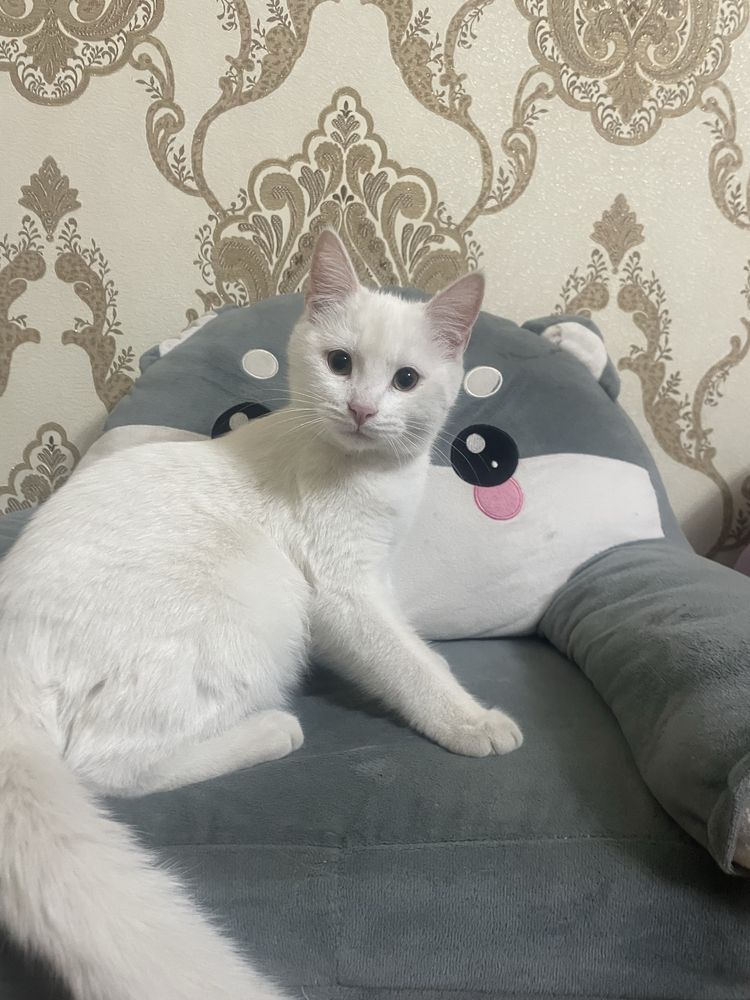 отдам котенка мальчика в хорошие руки 4 месяца