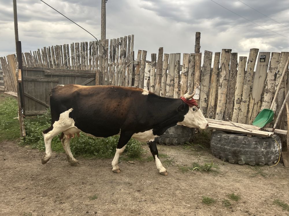 Продам хорошую дойную корову, 3 года. Телятся каждый год, доятся