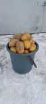Продам картофель (дачный)