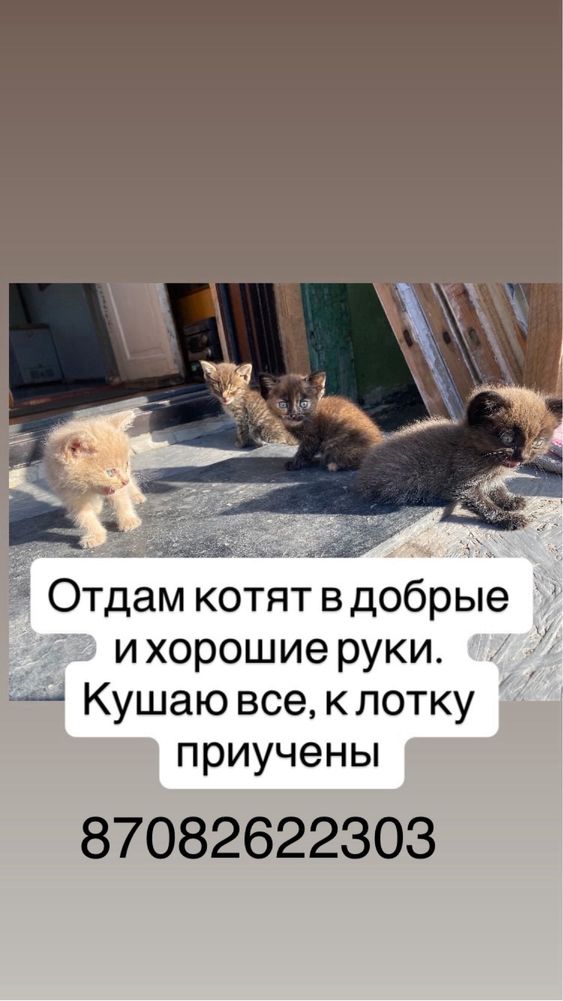 Отдам котят в хорошие руки