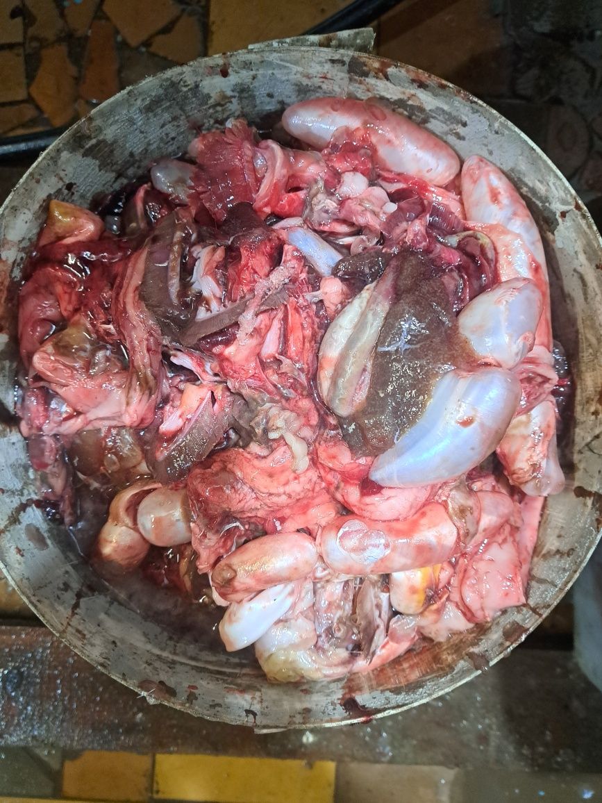 Бесплатныи кишка