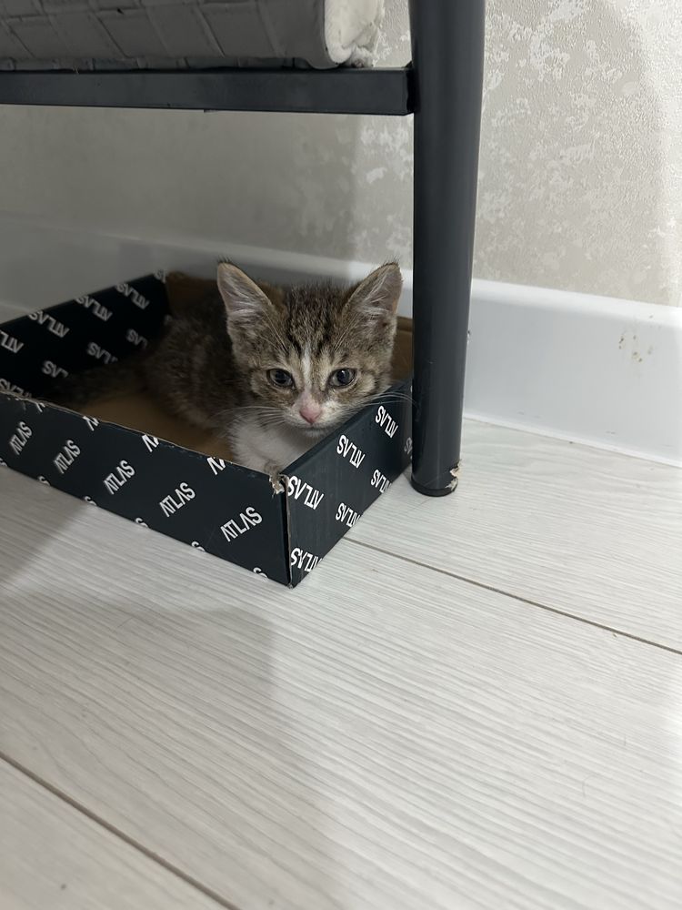 Котенок мальчик  бесплатно в добрые руки