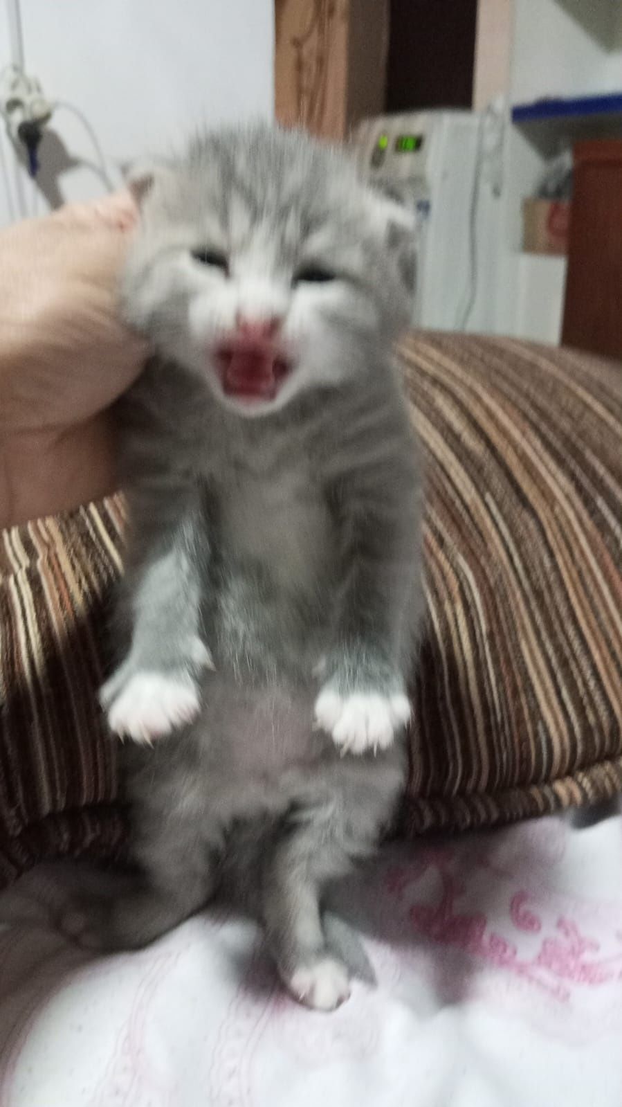 Котёнок в подарок все необходимое