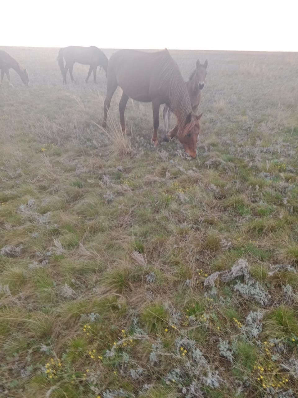 Продам лошадь с жеребенком