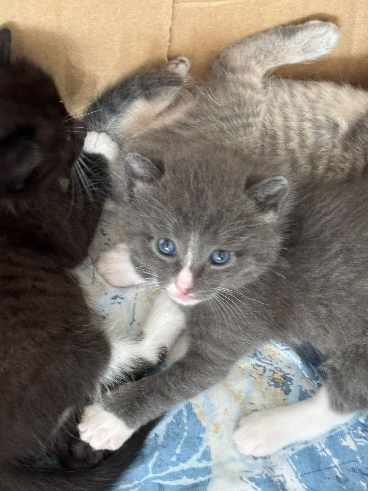 Отдам котят в добрые руки!!