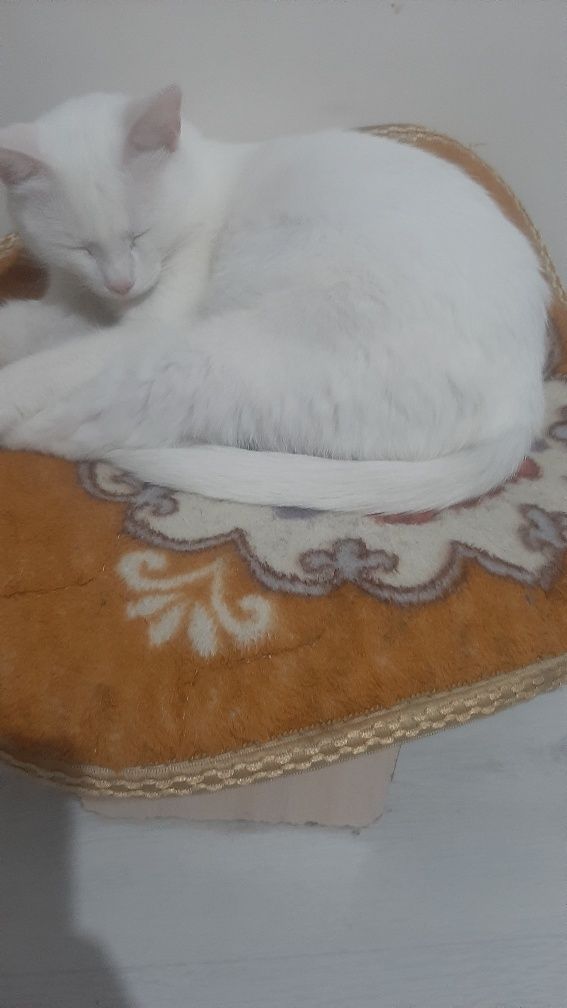 Домашнее животное