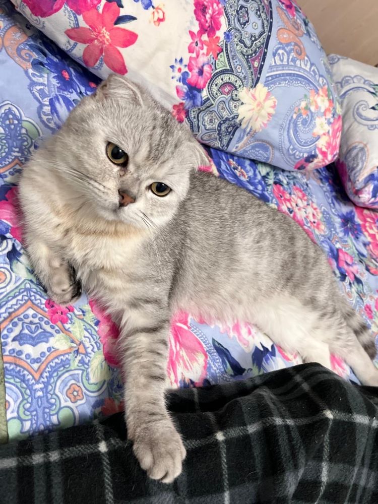 Котята 2 месяца (папа шатлендец-шиншила )