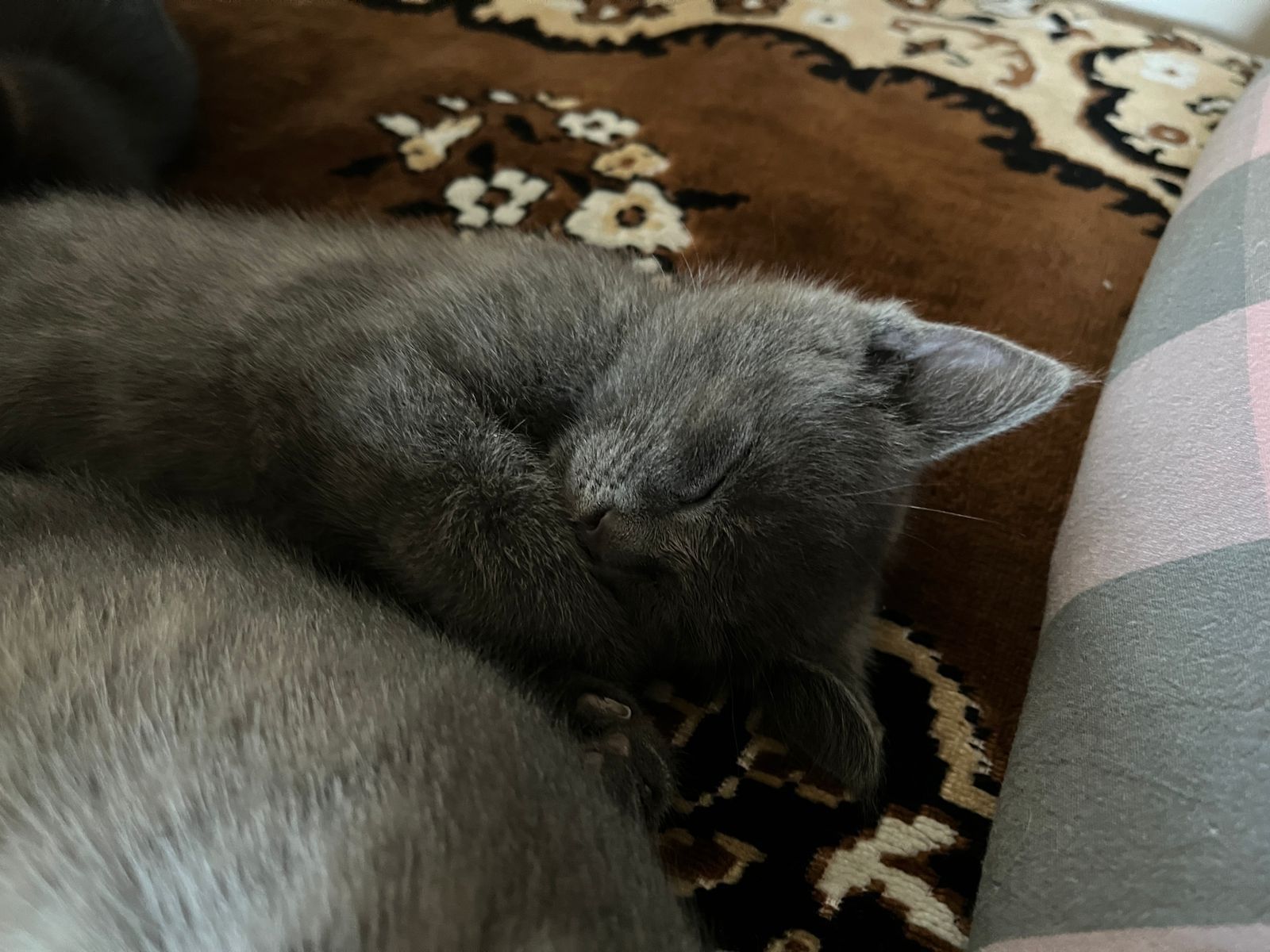 Отдам котят бесплатно