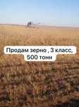 Продам зерно 3й класс, 350 тонн, Астана клейковина 26%, цена 95тг.