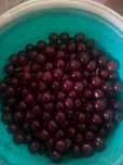 Продам вишню дачная крупная сладкая