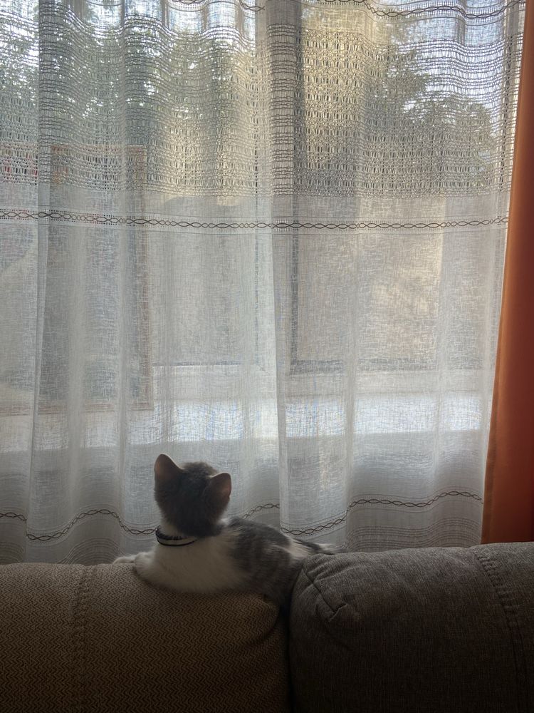котенек отдам даром