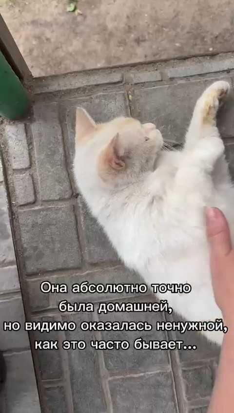Красивой кошечке нужен дом!