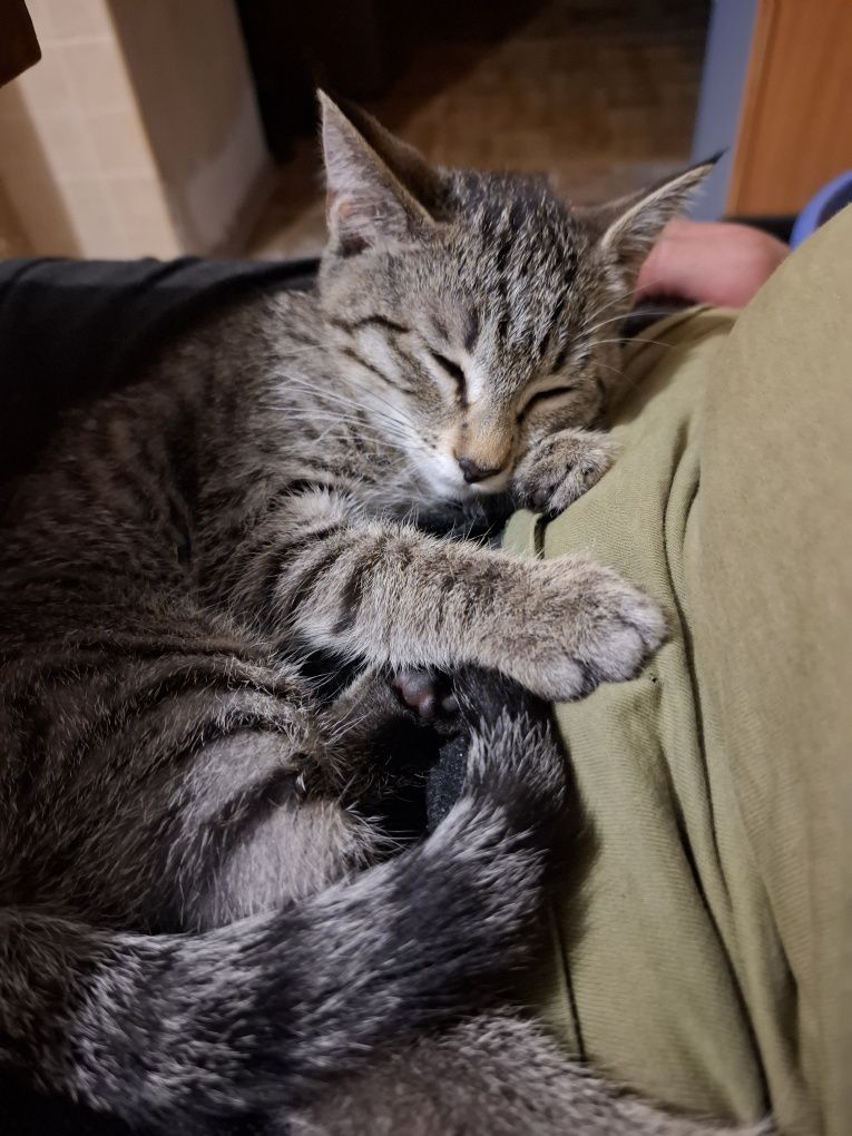 Котёнок девочка 3 месяца