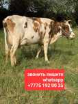 Дуйная молочная корова
