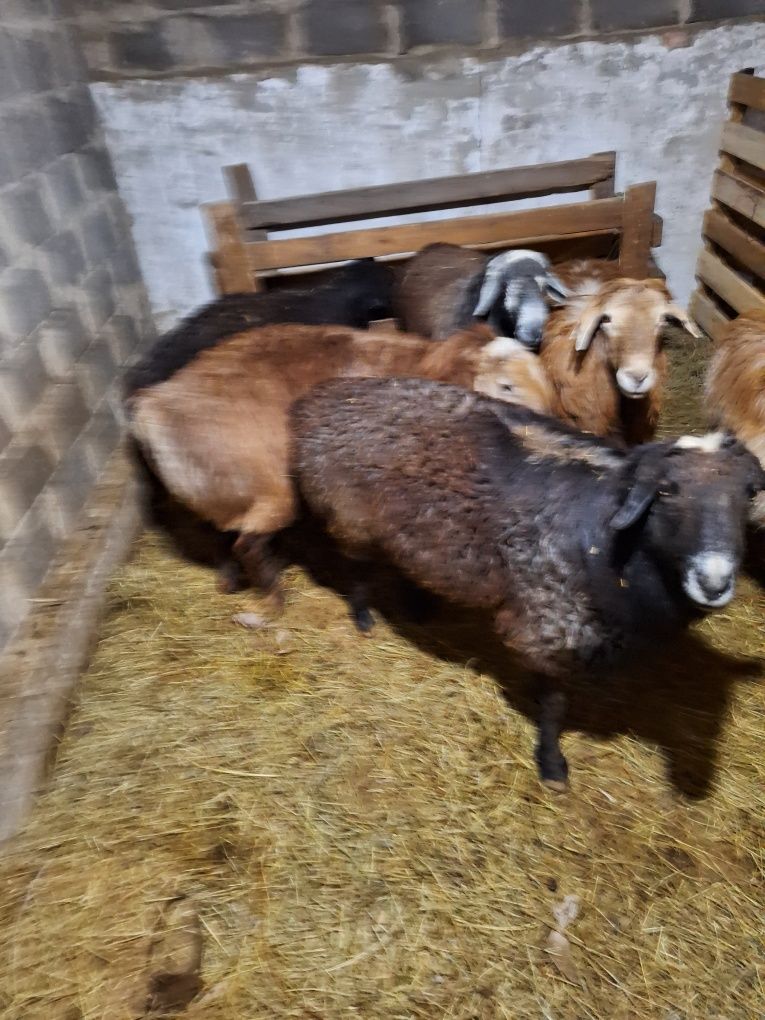 Жирные Бараны продажа в городе!